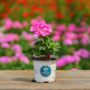 Geranium – Tango Deep Pink – 4″ Pot